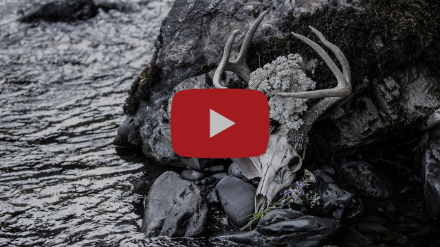 WOLVES IN THE THRONE ROOM – guarda il visualizer video di “Spirit of Lightning”